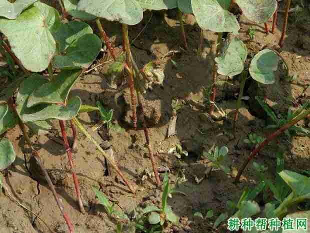 种棉花如何防治棉花茎枯病呢(种棉花如何防治棉花茎枯病的方法)